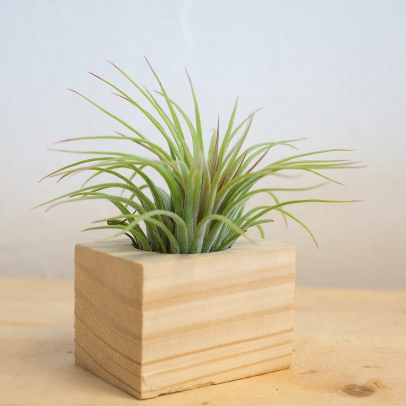 宽积木空气凤梨 - 巨大小精灵小精灵 - 植栽/盆栽 - 木头 金色