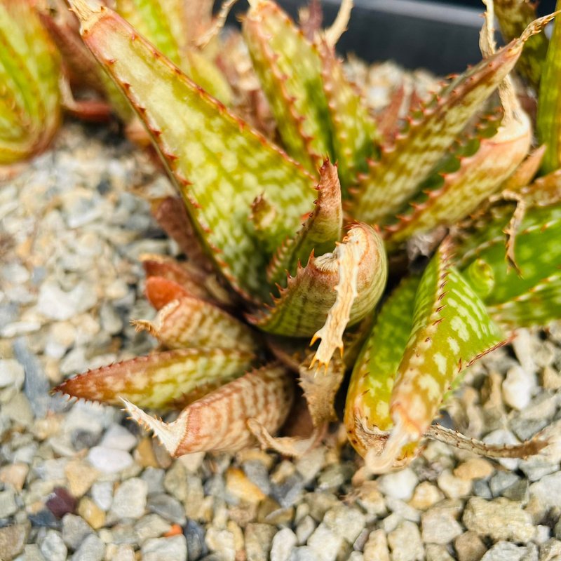 Rainxpluie 知雨若泥 多肉•芦荟•Aloe greatheadii var davyana - 植栽/盆栽 - 植物．花 绿色