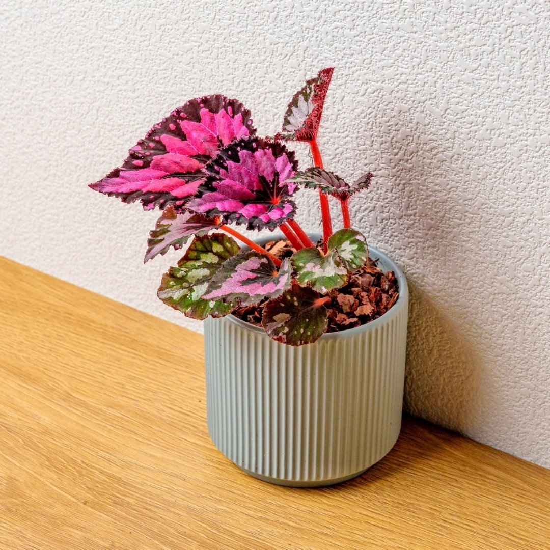 尖蕊海棠 莫兰迪色系直纹陶盆 室内植物 观叶植物 礼物 盆栽 交换 - 植栽/盆栽 - 植物．花 蓝色
