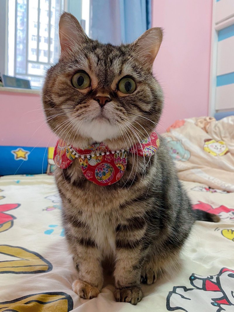 綉球金线四叶草项圈  猫咪 狗狗 颈带 - 项圈/牵绳 - 棉．麻 多色