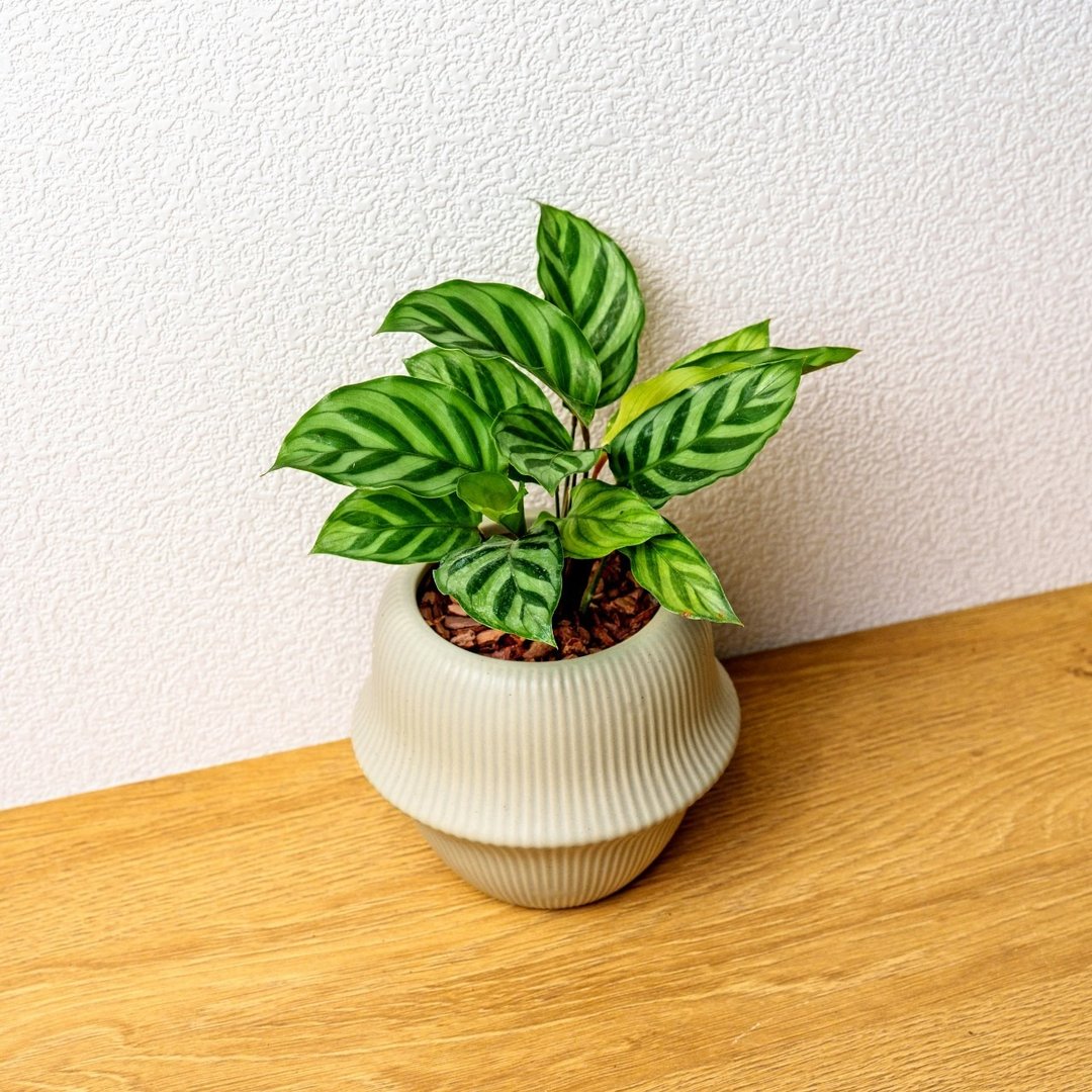 翠叶竹芋 现代感圆弧陶瓷盆浅绿色 桌上型盆栽 观叶植物 礼物 - 植栽/盆栽 - 陶 绿色