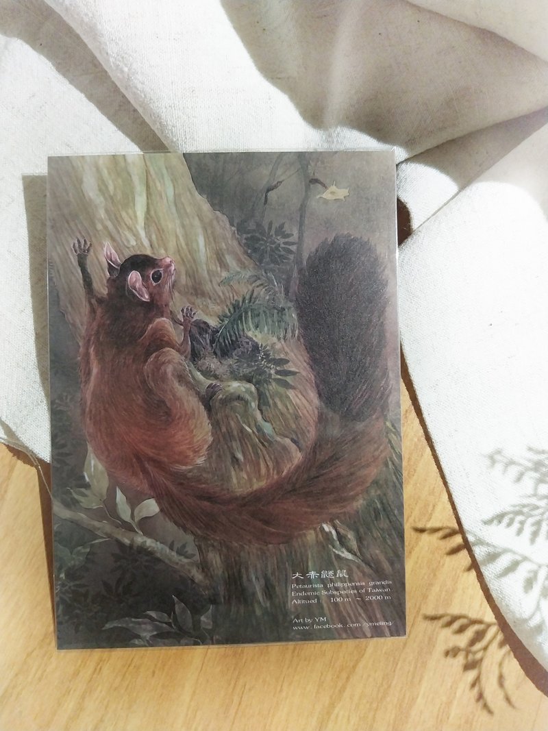 大赤鼯鼠-台湾特有动物系列-特有亚种 台湾 明信片 - 卡片/明信片 - 纸 