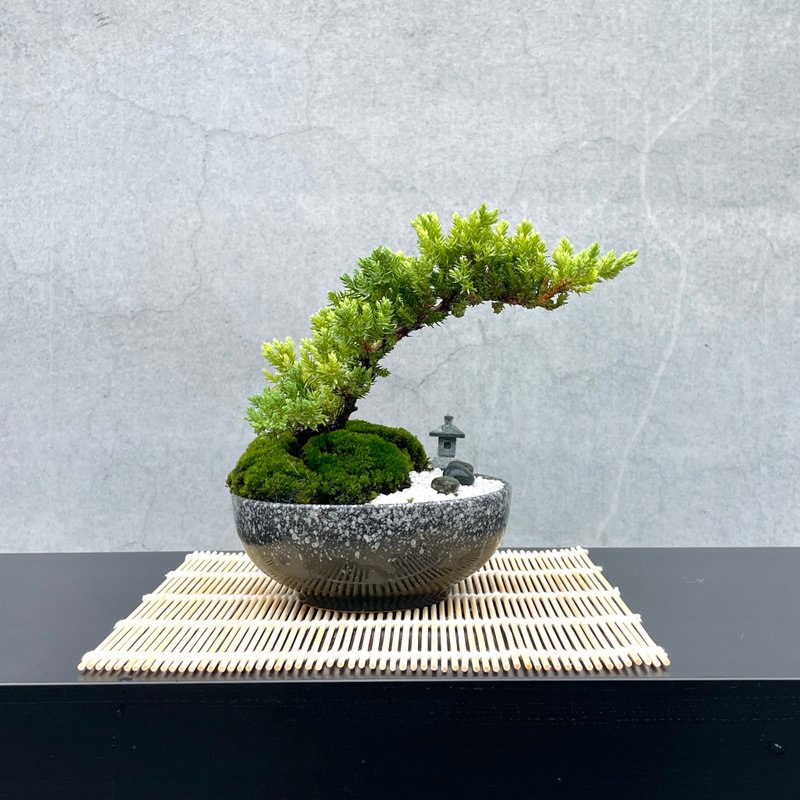 小品盆栽-日式庭院柏组合16 送礼 开幕 - 植栽/盆栽 - 植物．花 