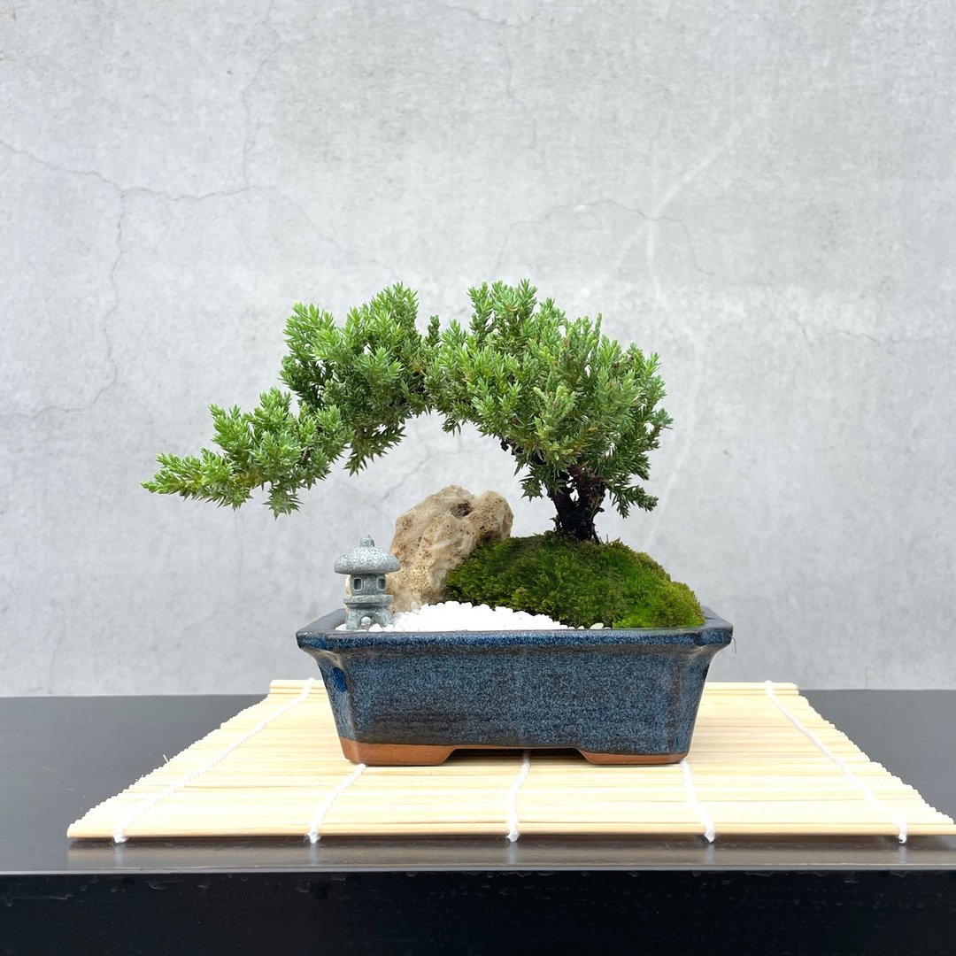 小品盆栽 - 日式庭院柏组合 16 送礼 开幕 - 植栽/盆栽 - 植物．花 