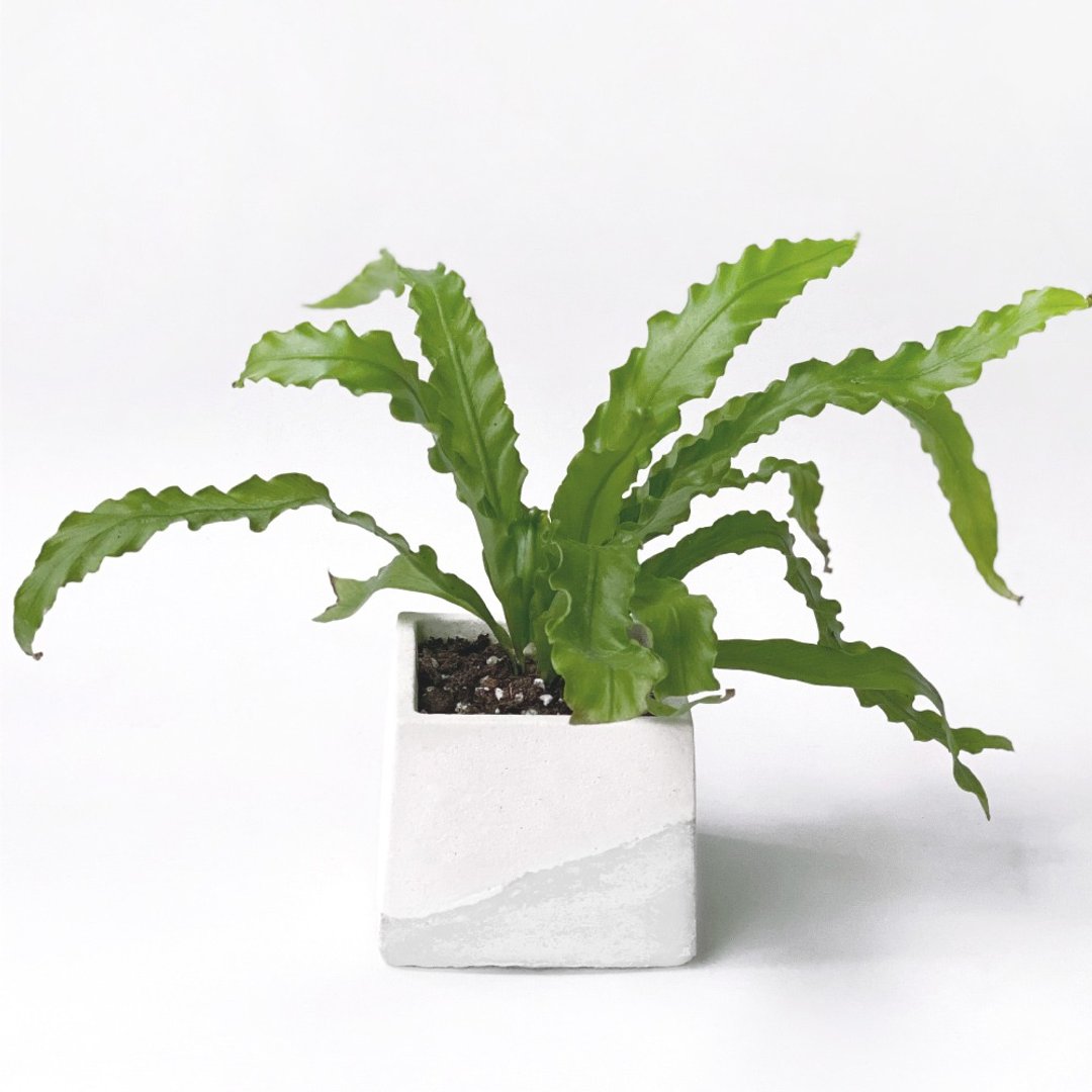 白灰渐层系列 | 波浪山苏 方形双色水泥观叶植栽 - 植栽/盆栽 - 植物．花 灰色