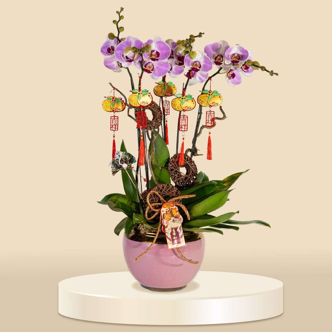 大花蝴蝶兰日本姑娘5棵 (1135) 兰花 新春兰花 年花 自家兰花园 - 植栽/盆栽 - 植物．花 