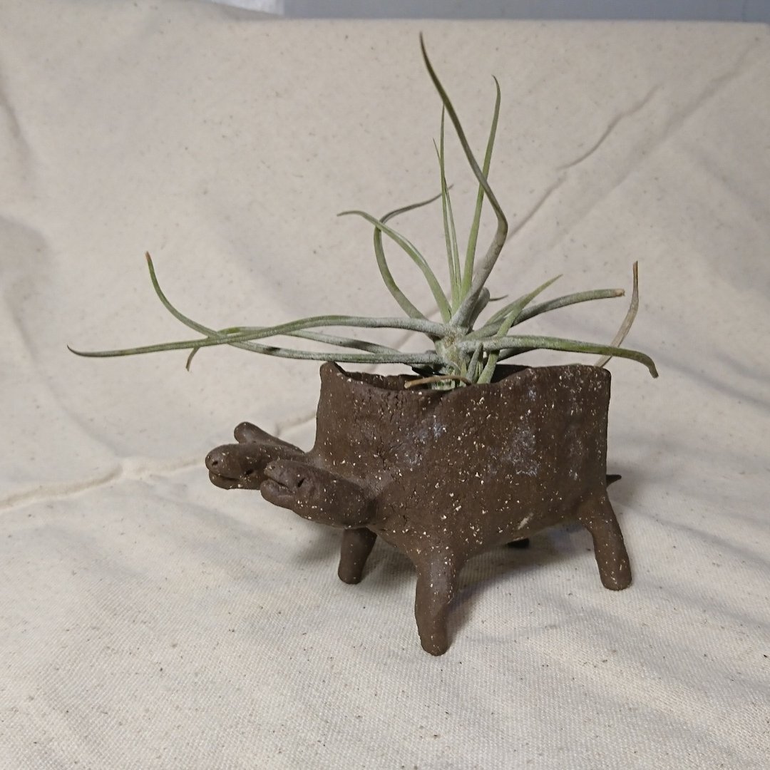 【涂狗togo】三头龙 | 多肉盆栽/手作陶 - 植栽/盆栽 - 陶 咖啡色
