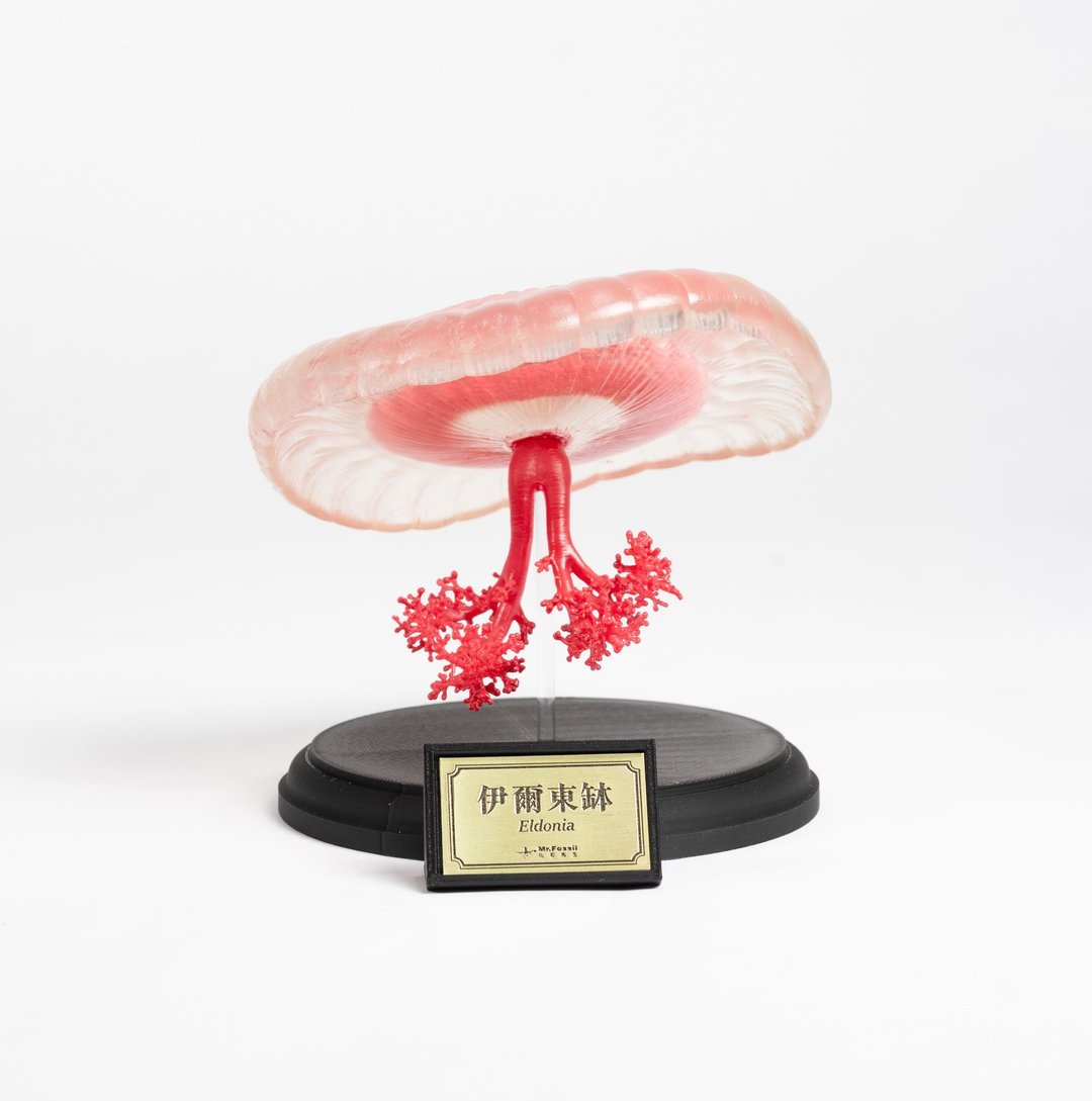 古生物 3D 打印模型 - 伊尔东钵 (预购)(请选宅配) - 其他 - 树脂 红色