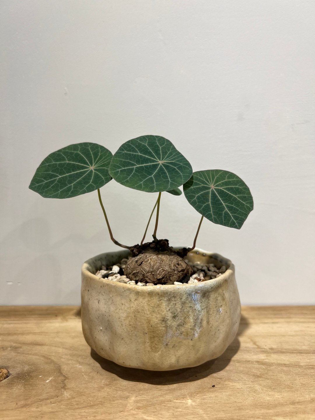蓝叶山乌龟 柴烧茶碗 - 植栽/盆栽 - 陶 多色