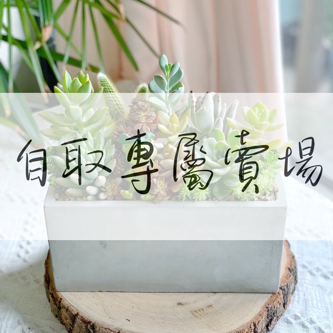 【新竹自取包邮专用】水泥多肉组盆 (非自取请勿下单) - 植栽/盆栽 - 植物．花 绿色