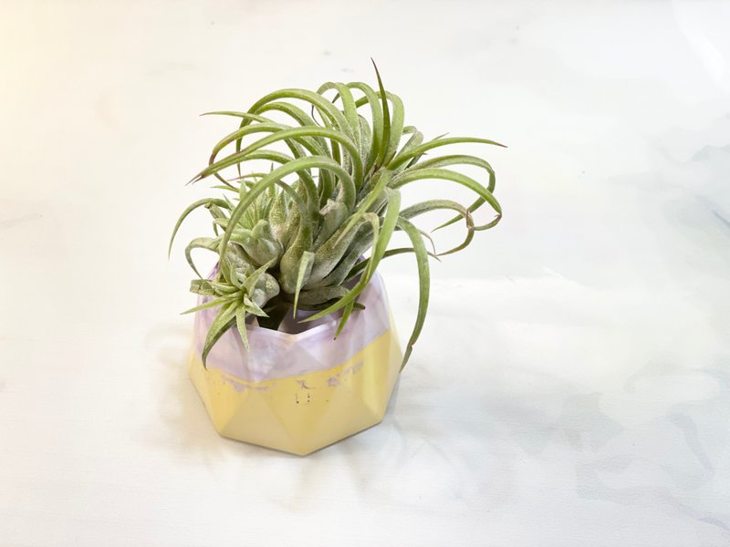 手作立体撞色小盆栽/碟盘/烛台 - 摆饰 - 水泥 紫色