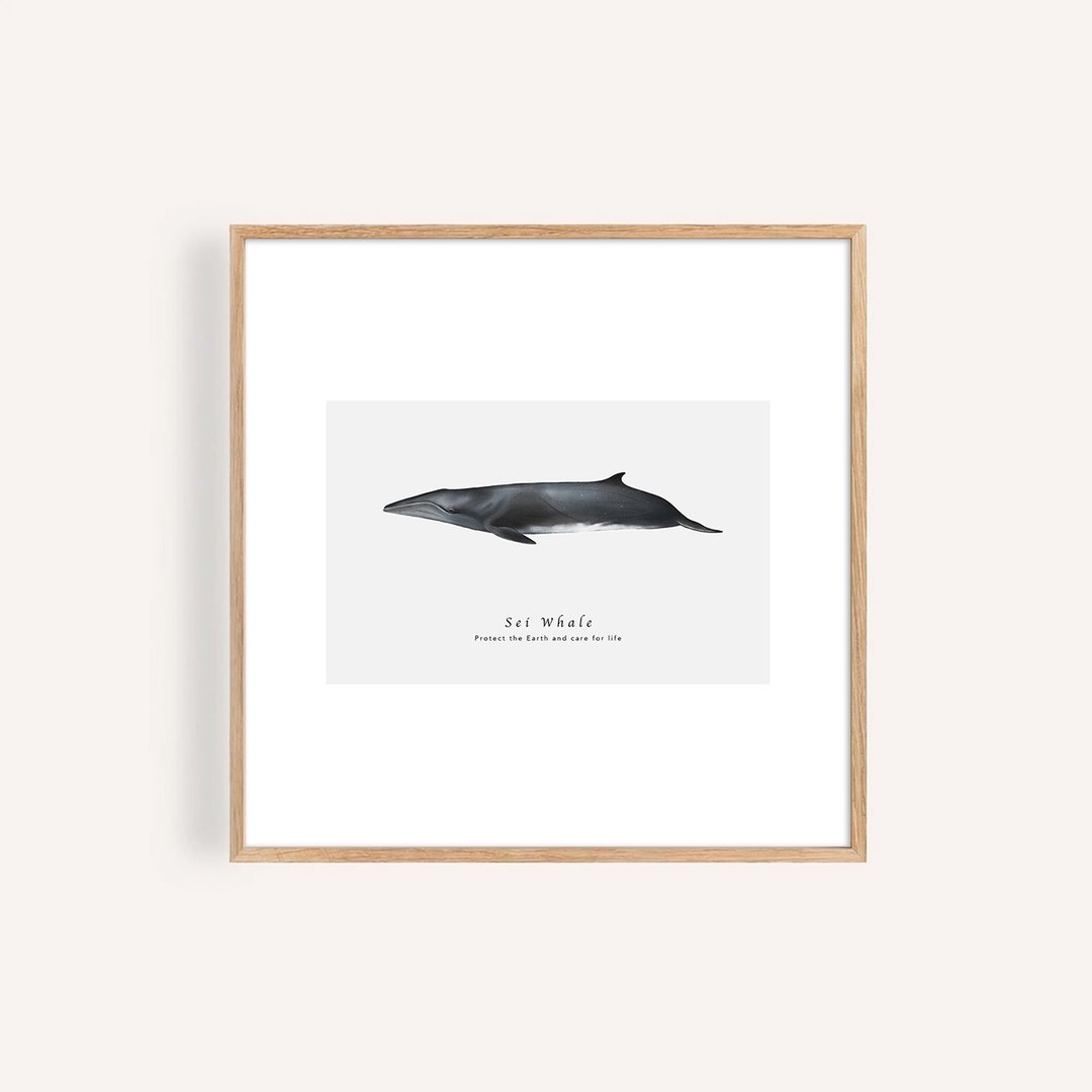 塞鲸 Sei Whale / 海洋动物插画挂画 / 艺术无框输出 - 海报/装饰画/版画 - 纸 