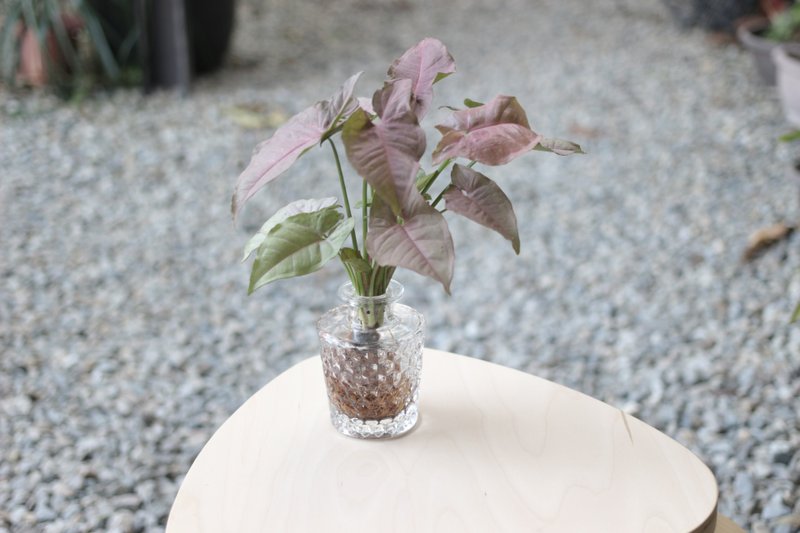 水培植栽 l 粉红佳人_室内植物 透明蜂窝图形玻璃瓶器 - 植栽/盆栽 - 玻璃 