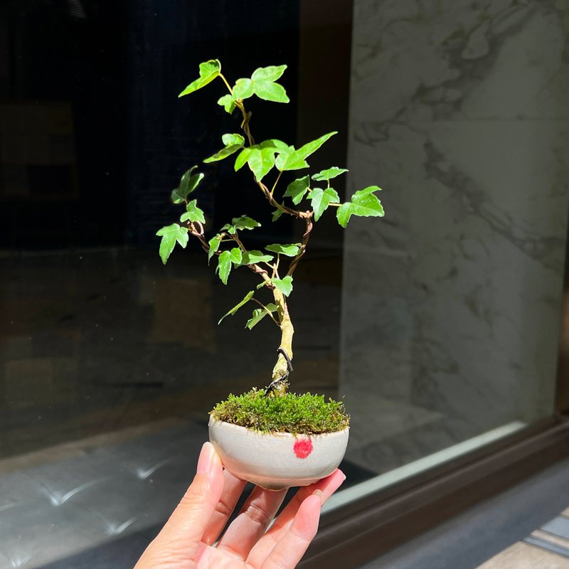日本宗像一苍钵∣银枫迷你盆栽 茶道风格 - 植栽/盆栽 - 陶 