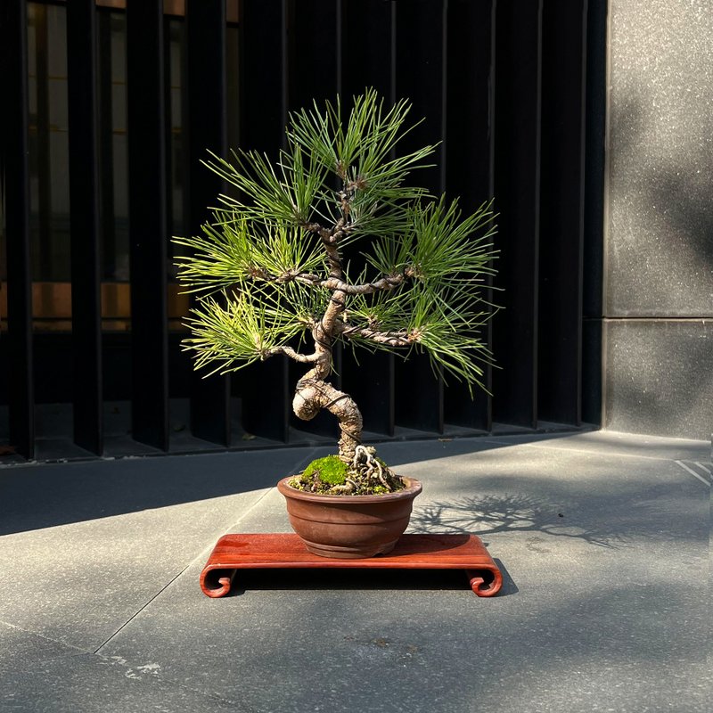 常青树 日本三河黑松∣中品盆景 - 植栽/盆栽 - 陶 