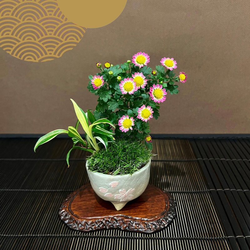 日本盆栽菊山野草∣祥石樱花纹生活钵 即将开花 - 植栽/盆栽 - 陶 