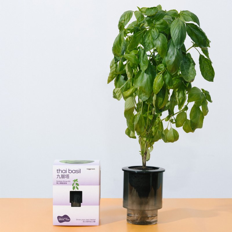 自己种 厨房香草系列: Veggroom 水耕九层塔种植套装 - 植栽 - 植物．花 灰色