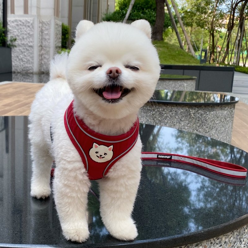 柯基博美马尔济斯柴犬贵宾 猫狗Q版图案 定制姓名电话 反光胸背带 - 项圈/牵绳 - 其他材质 红色