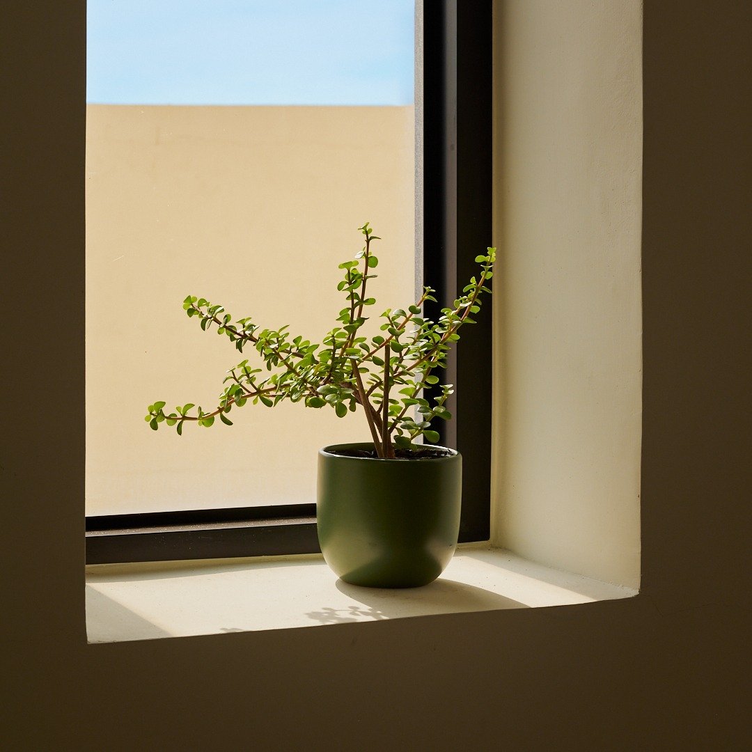 银杏木 | 生日贺礼 室内盆栽 发财树 - 植栽/盆栽 - 植物．花 绿色