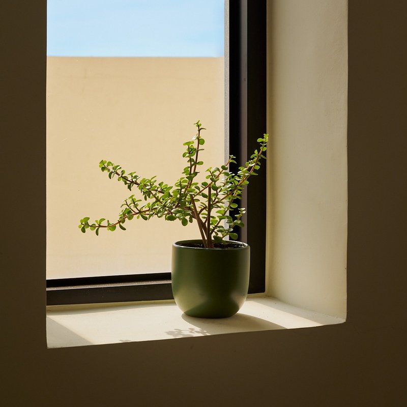 银杏木 | 生日贺礼 室内盆栽 发财树 - 植栽/盆栽 - 植物．花 绿色