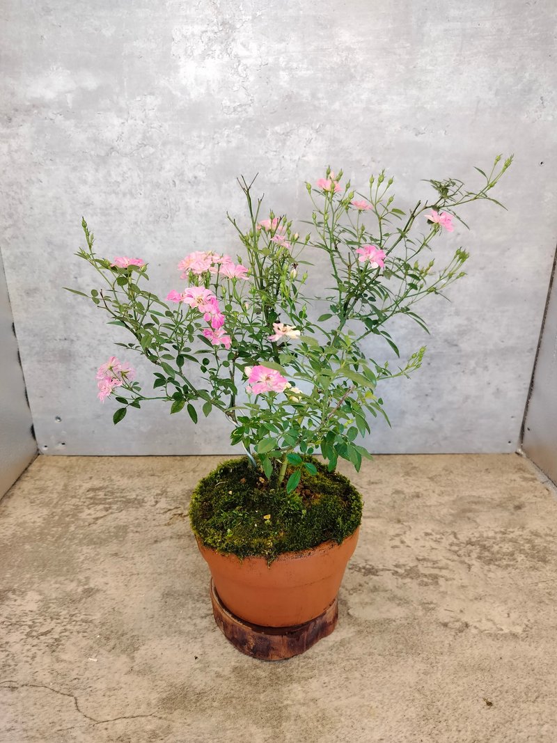 瓦盆迷你玫瑰 - 植栽/盆栽 - 植物．花 