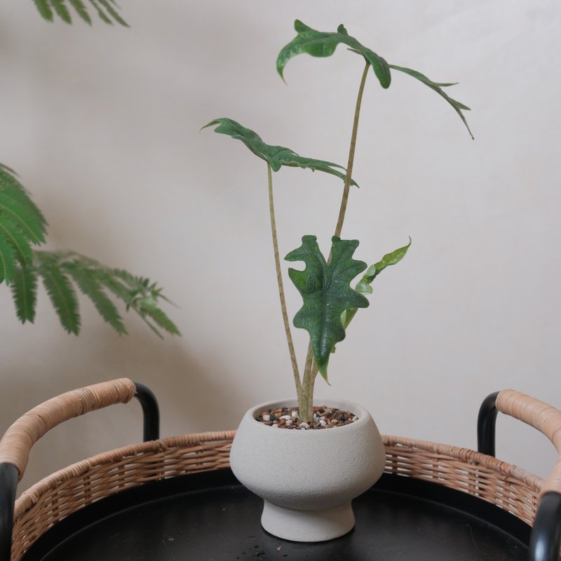 杰克林观音连 - 植栽/盆栽 - 植物．花 