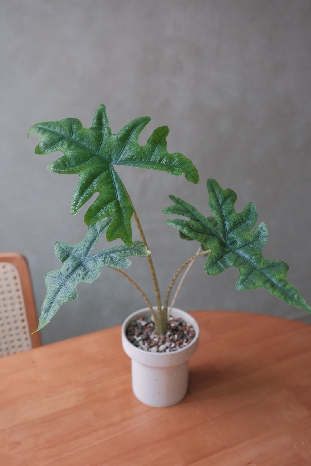 杰克林观音连 - 植栽/盆栽 - 植物．花 
