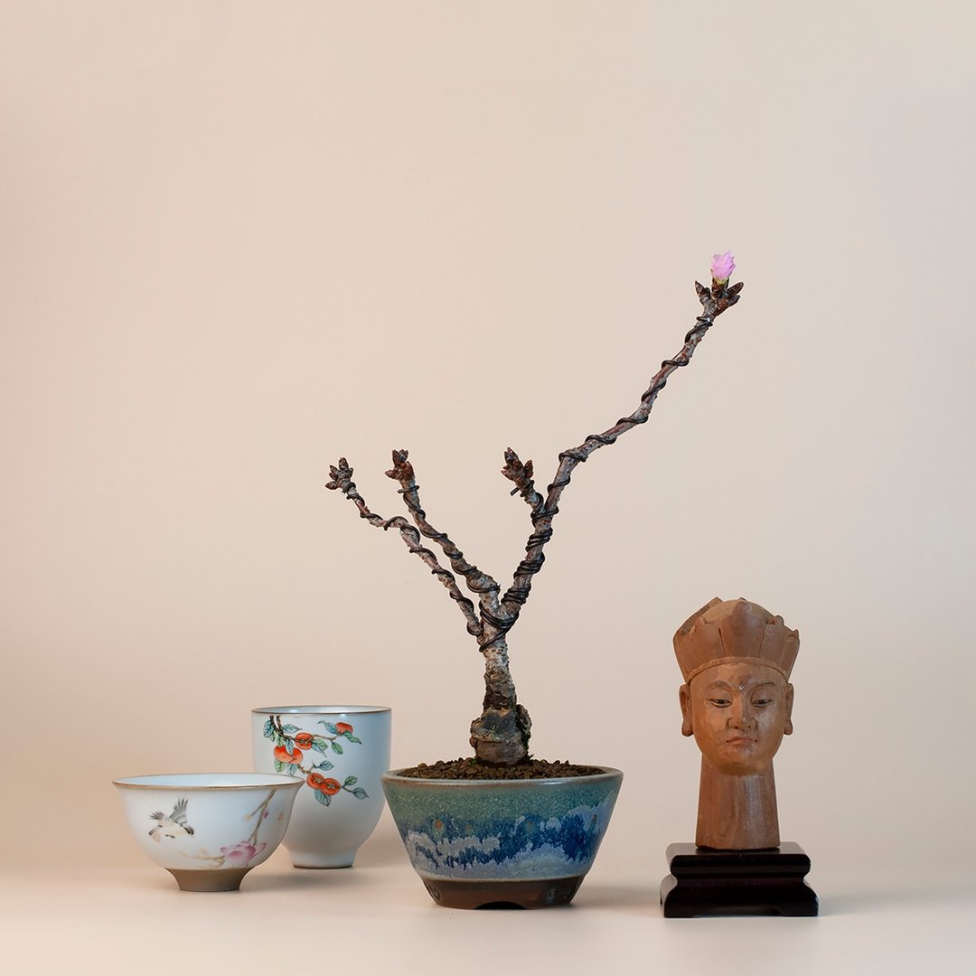 【日本植物】旭山樱 观花植物 小品盆栽 - 植栽/盆栽 - 植物．花 