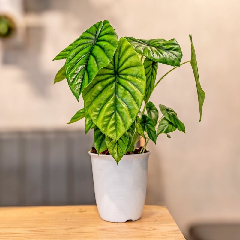 绿盾观音莲 日式塑陶盆 室内植物 观叶植物 礼物 盆栽 办公室小物 - 植栽/盆栽 - 植物．花 