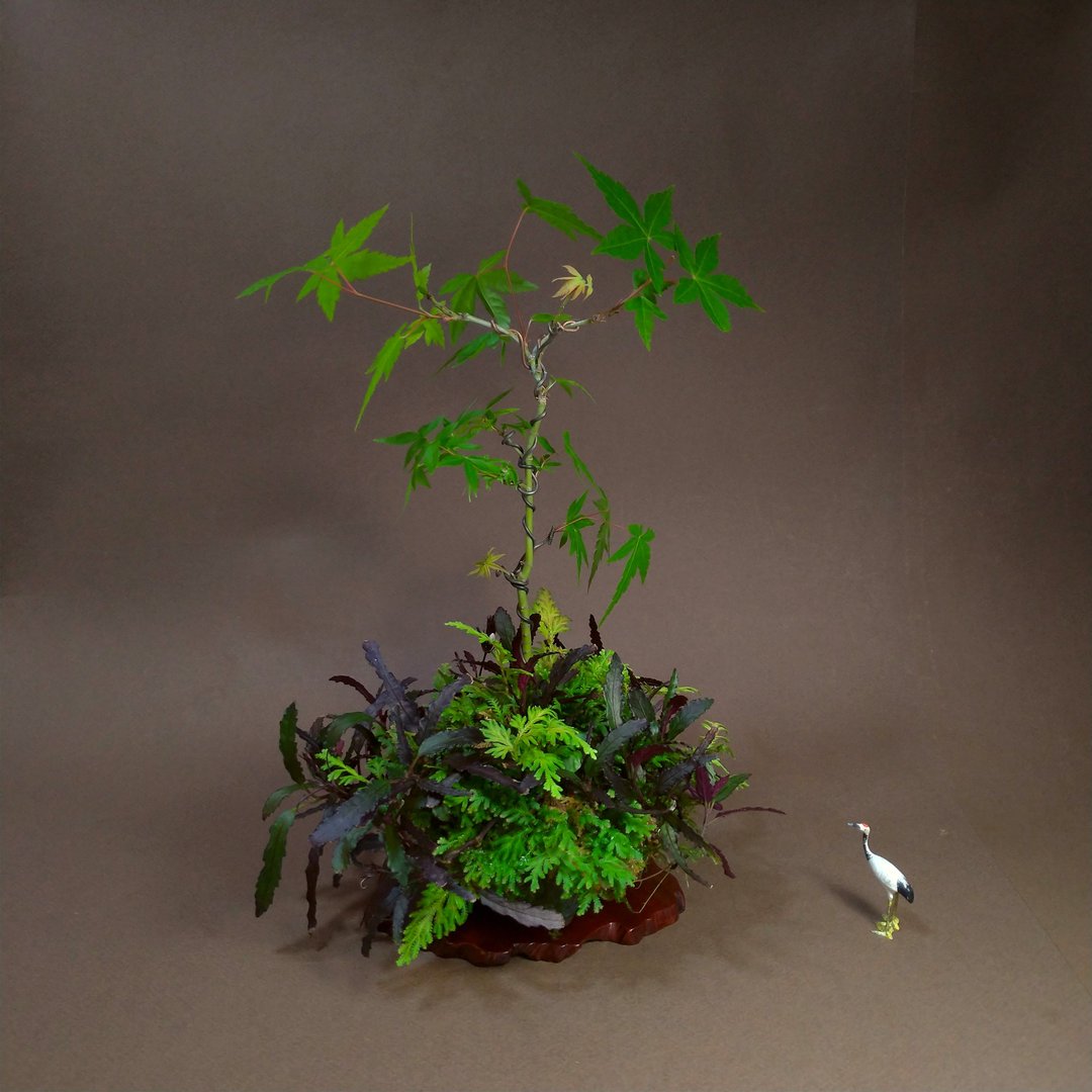 日本鹿岛山槭 / 黄金卷柏 秋之氛围山野草 - 植栽/盆栽 - 陶 