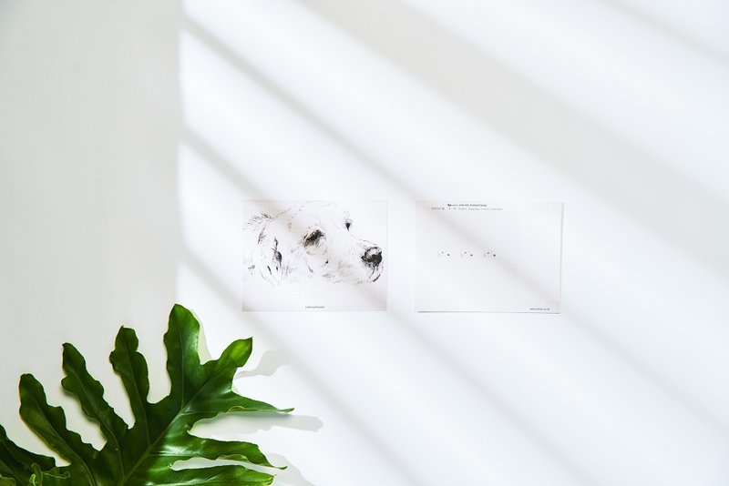 期盼, 流浪狗:明信片小卡/ 一卡一捐-再版 - 卡片/明信片 - 纸 白色