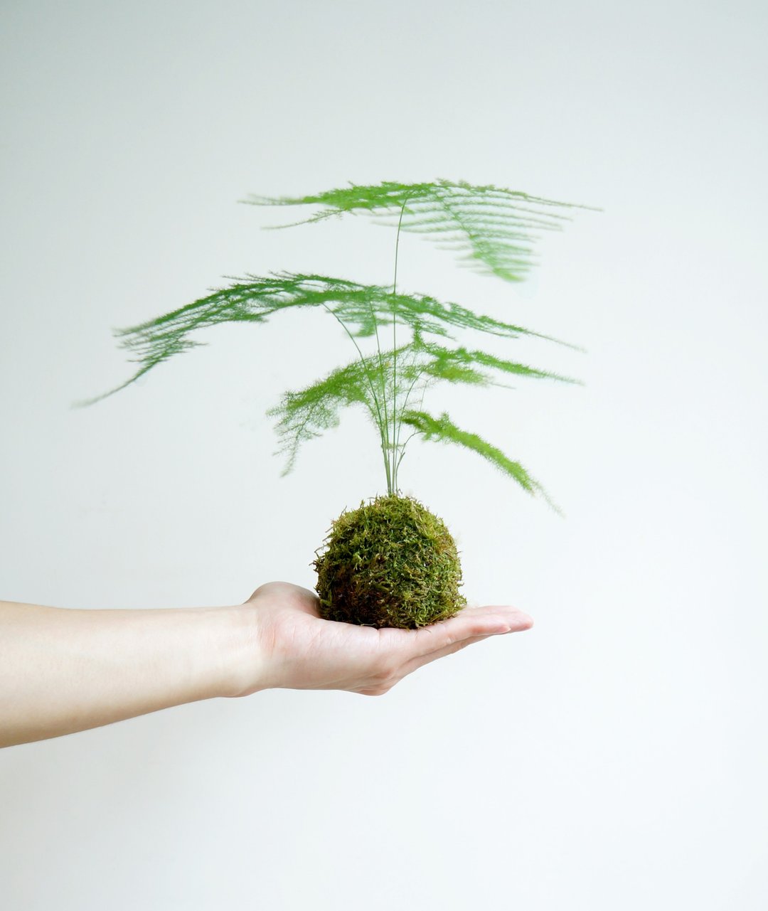 ( 空气质素的指标 ) 文竹苔玉 - 植栽/盆栽 - 植物．花 绿色