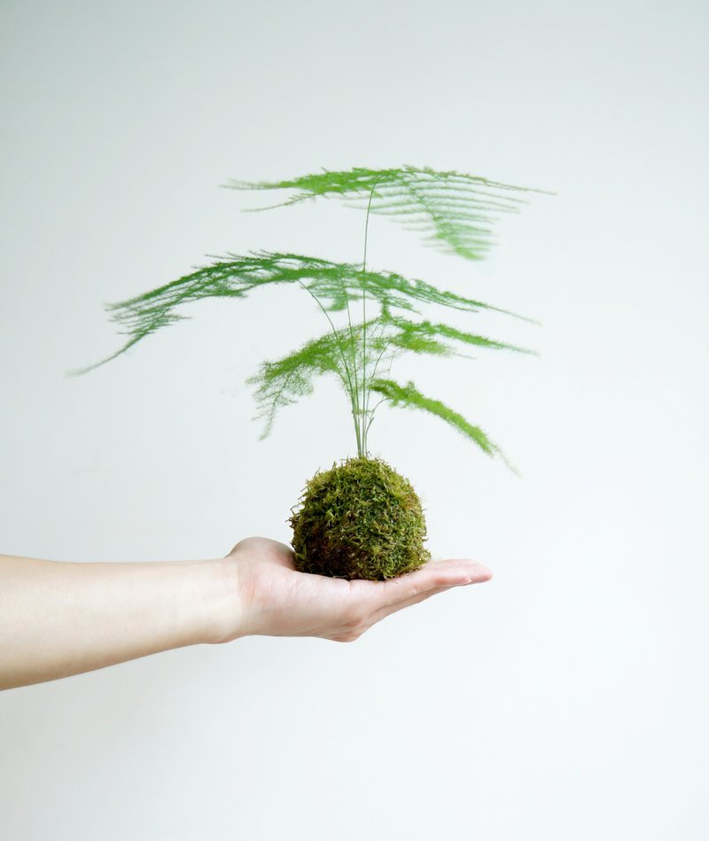 ( 空气质素的指标 ) 文竹苔玉 - 植栽/盆栽 - 植物．花 绿色