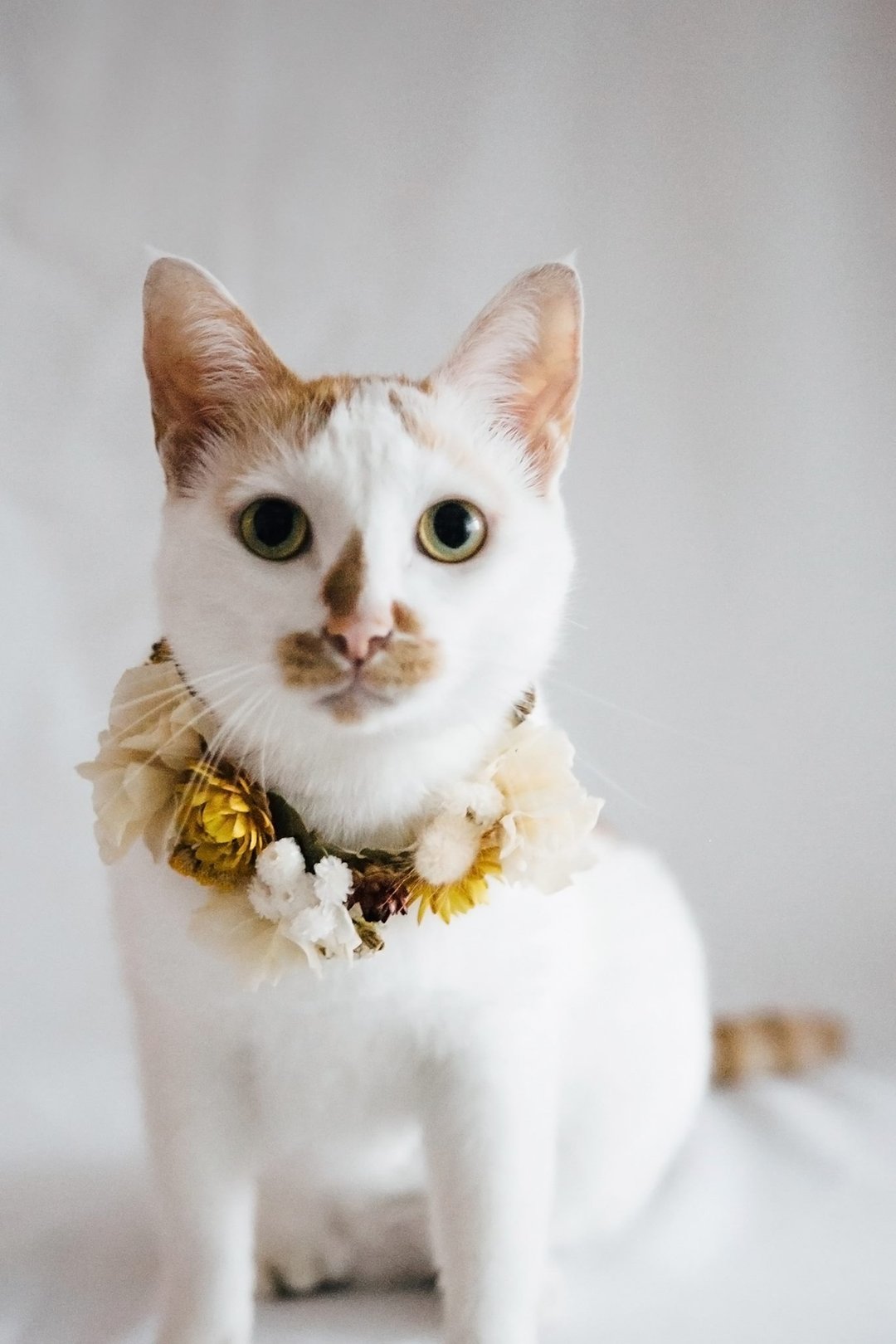 Flower Collar !! 宠物花圈 宠物花艺 宠物 猫 狗 婚礼 项圈 花圈 - 项圈/牵绳 - 植物．花 