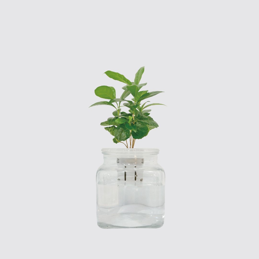 │ 玻璃系列 │ 咖啡苗 - 室内植物 水耕盆栽 懒人植物 - 植栽/盆栽 - 植物．花 