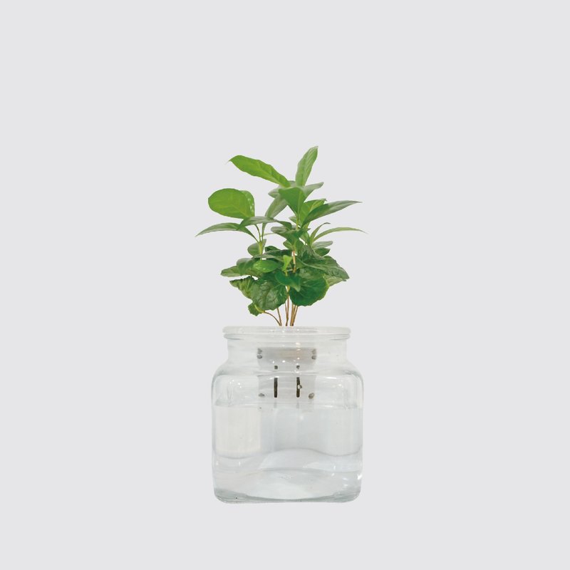 │ 玻璃系列 │ 咖啡苗 - 室内植物 水耕盆栽 懒人植物 - 植栽/盆栽 - 植物．花 
