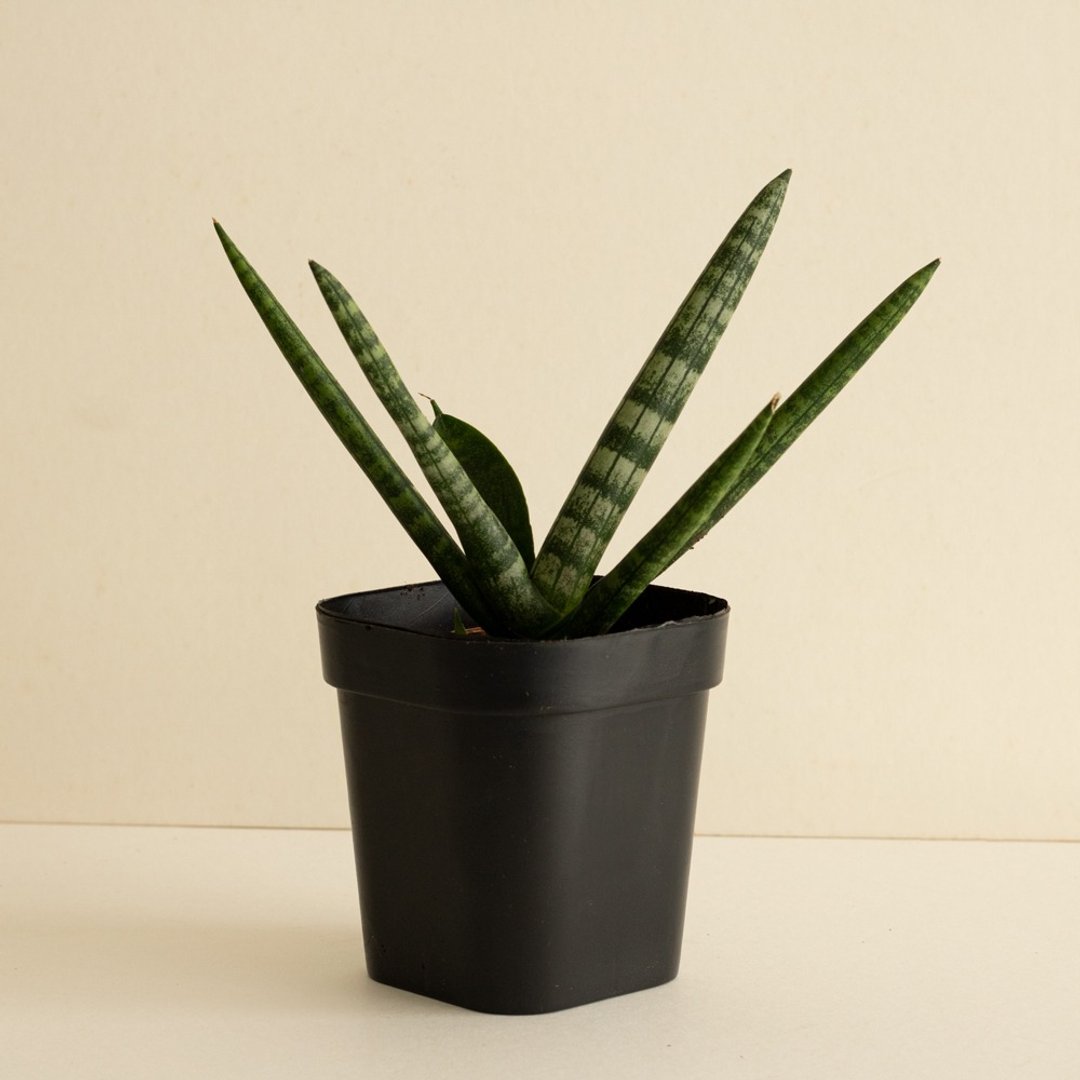 |限量| 佛手虎尾兰 - 植栽/盆栽 - 植物．花 