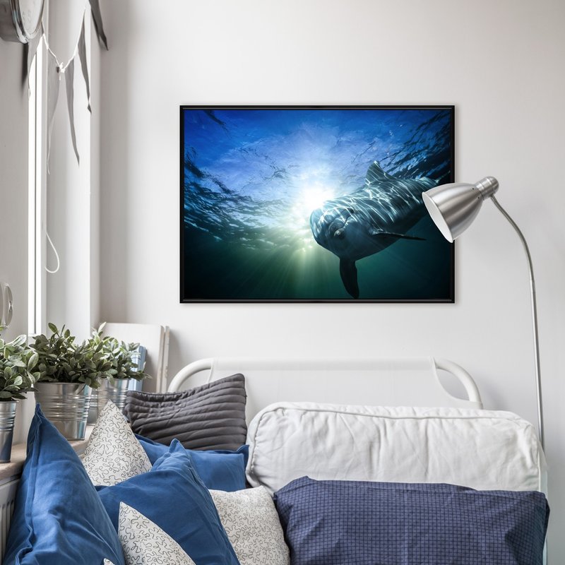 好奇的海豚 - 海豚/大自然/海洋/海底世界/海洋生物/室内摆设 - 海报/装饰画/版画 - 其他材质 多色
