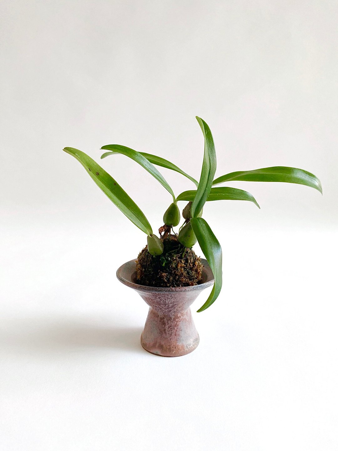 小响尾蛇豆兰与烟熏粉小高脚碟 - 植栽/盆栽 - 陶 粉红色
