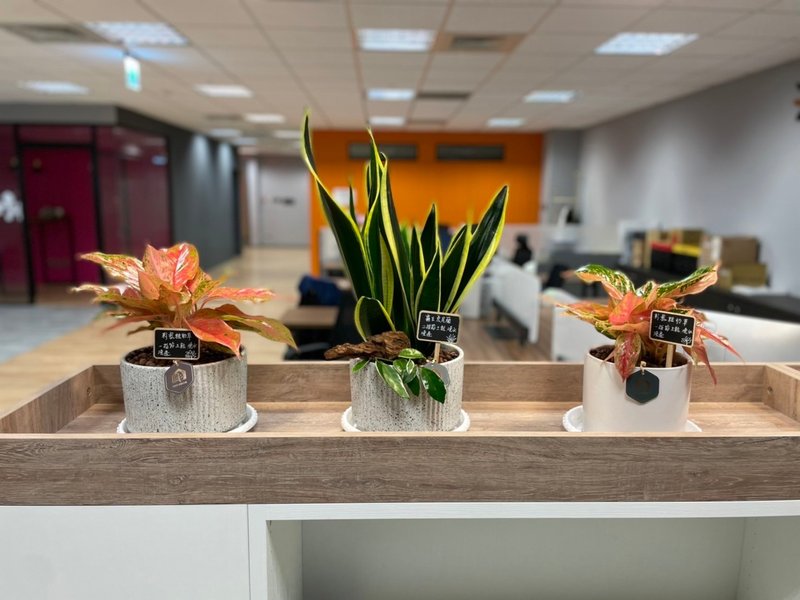 【商空绿化】绿植设计 美化布置 质感盆栽 - 植栽/盆栽 - 植物．花 