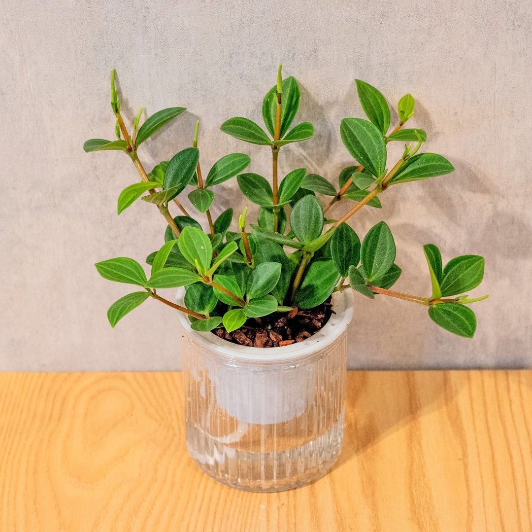 翡翠椒草 免浇水盆栽 室内植物 观叶植物  礼物 办公室小物 - 植栽/盆栽 - 植物．花 