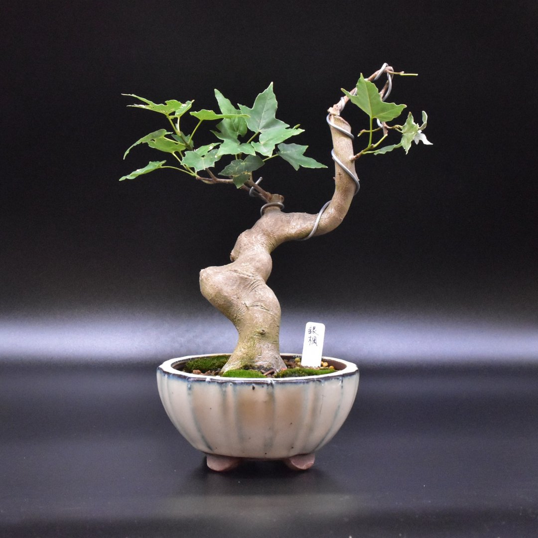 台湾银枫 - 植栽/盆栽 - 植物．花 