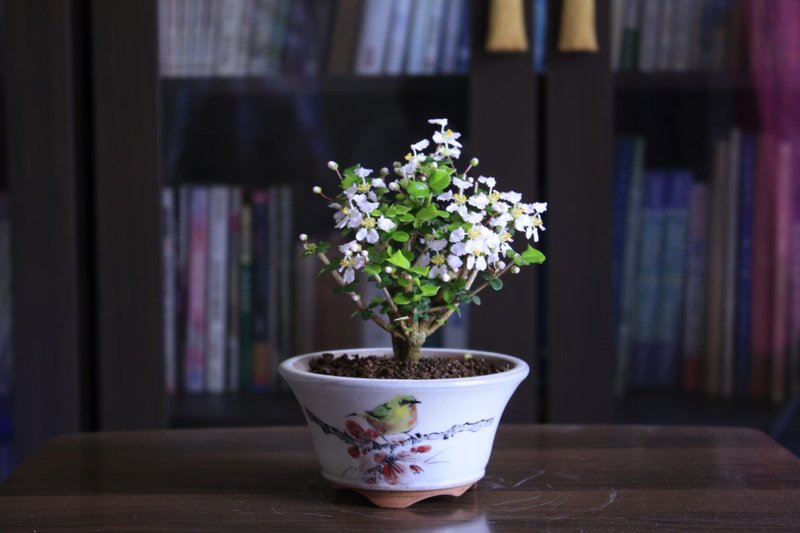 铁甲樱桃 l 职人手绘盆钵 小品盆栽 苔盆栽 室内植栽 礼物 - 植栽/盆栽 - 植物．花 