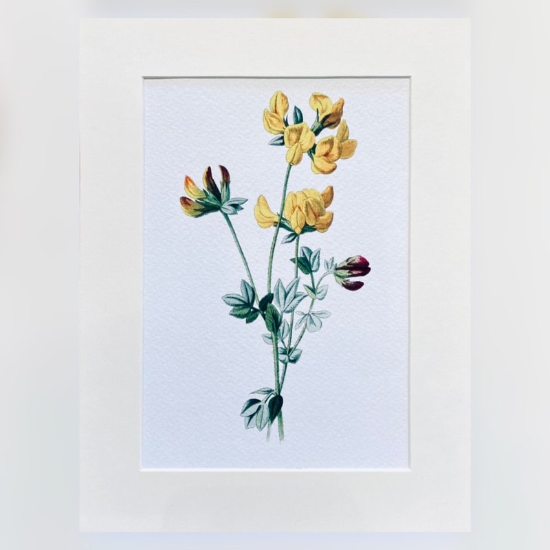 本店独立印制 - 英国20th世纪初VINTAGE - 花卉精美插画 - 海报/装饰画/版画 - 纸 黄色