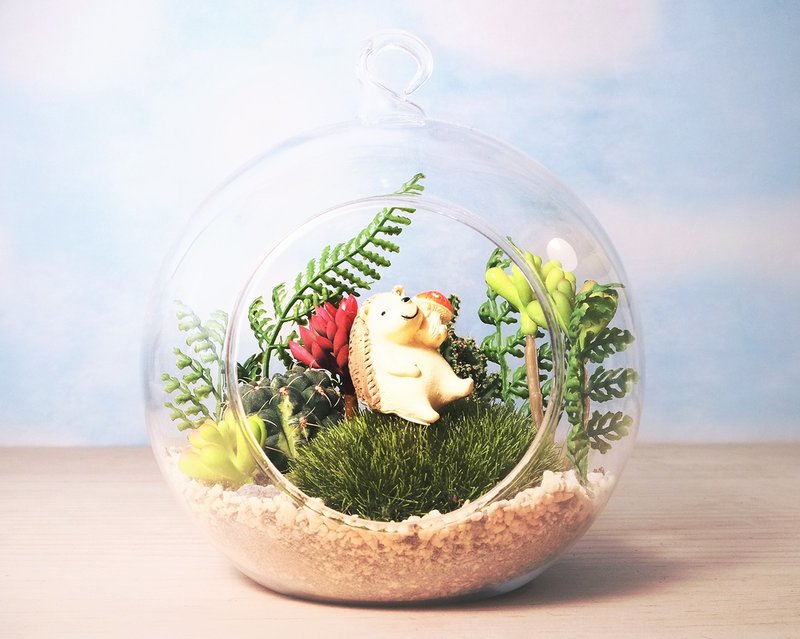 多肉植栽 生态瓶微景观 多肉小行星  手作课程 纪念日 生肖龙 - 植栽 - 玻璃 