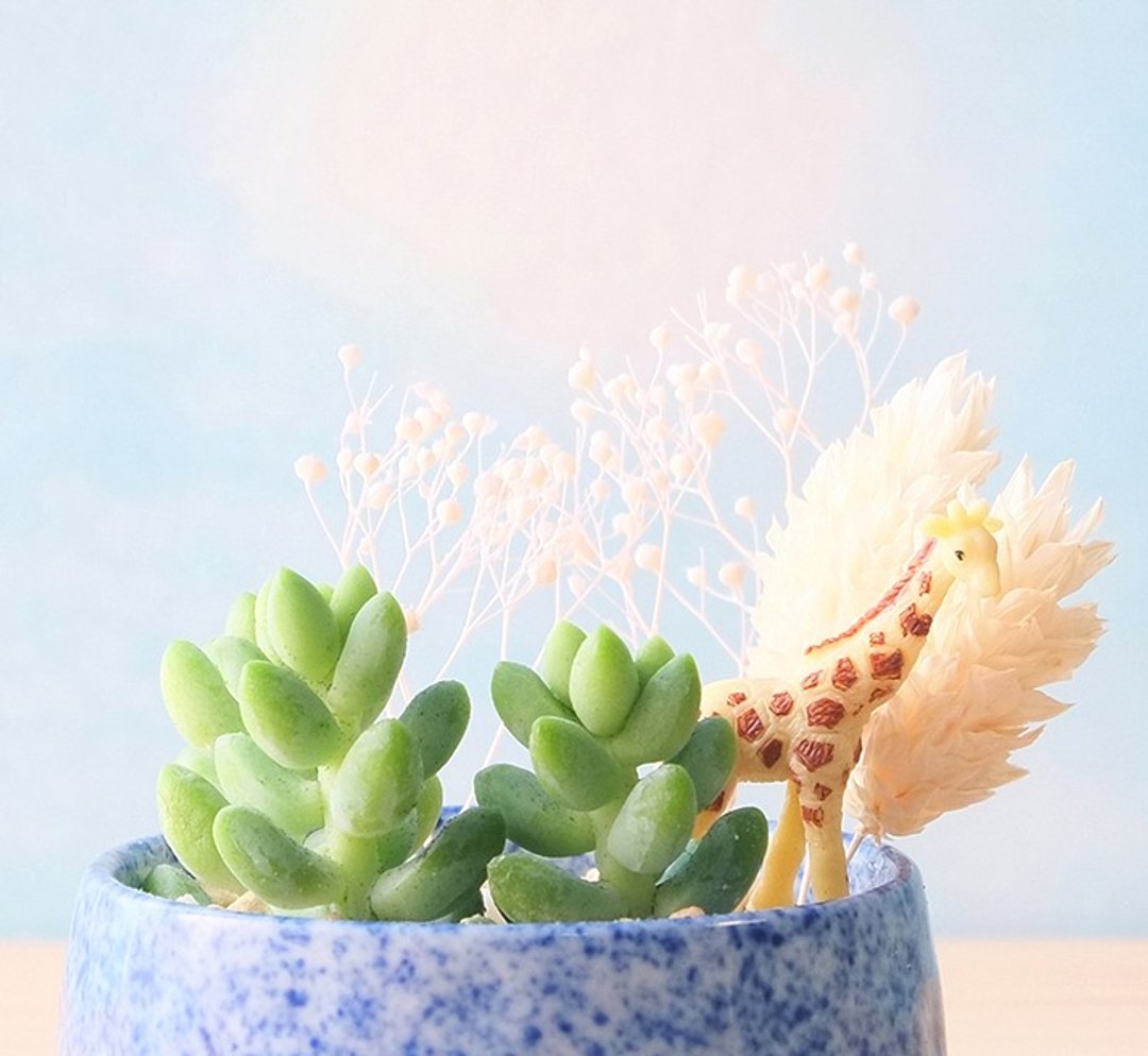 〈树丛散散步〉多肉植物 长颈鹿 盆栽 樱花  <Bush walk> Succulents potted - 植栽/盆栽 - 瓷 蓝色