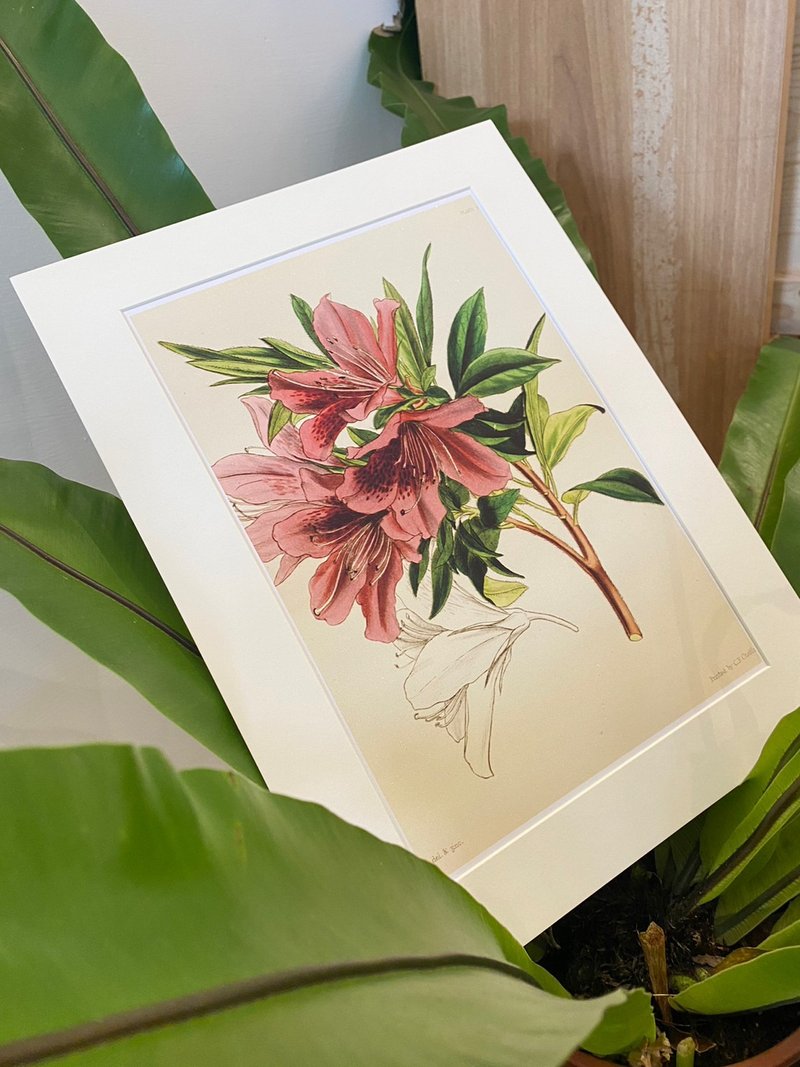 本店独立印制英国古典植物图鉴Flower Garden 花卉插画 - 海报/装饰画/版画 - 纸 