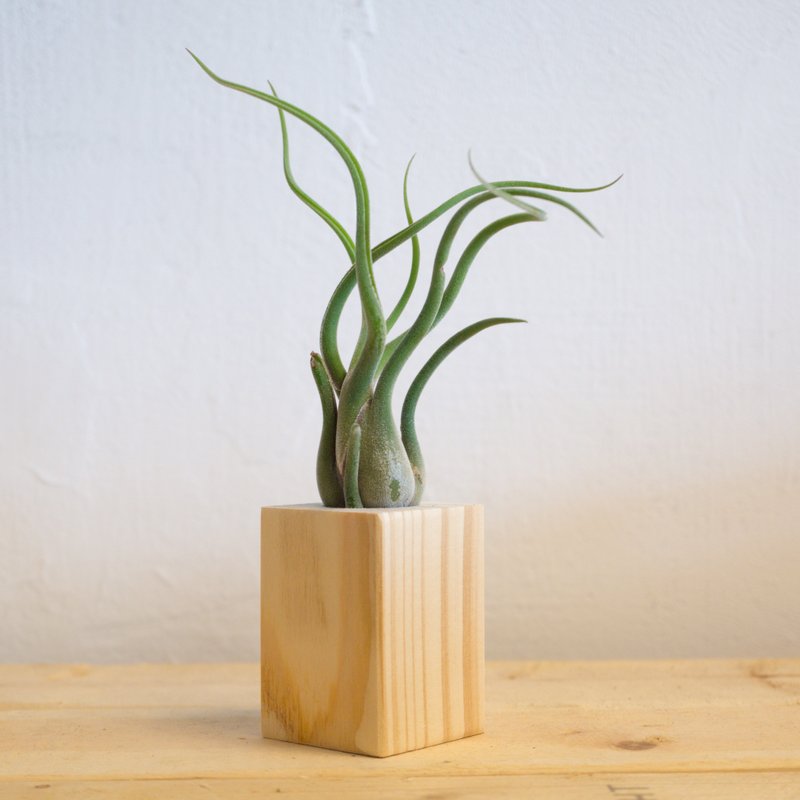 积木空气凤梨 - 女王头 - 植栽/盆栽 - 木头 金色