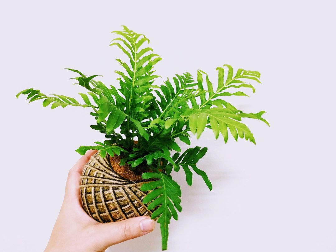 美人蕨苔球│居家装饰│室内植物 - 植栽/盆栽 - 植物．花 绿色