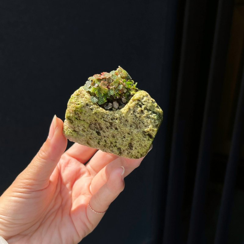 日本极姬虎耳草 B∣讨喜疗愈豆盆栽 微光植物 - 植栽/盆栽 - 石头 